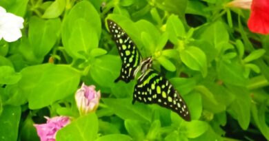 Výstava Motýlů, Arboretum Nový Dvůr u Opavy